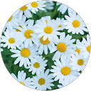Asala M. profile picture